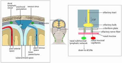Glymphatic System in the Central Nervous System, a Novel Therapeutic Direction Against Brain Edema After Stroke